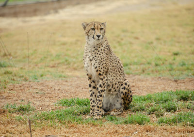 cheetah at san diego safari park